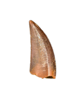 Abelisaur tooth from the Kem Kem Beds of Morocco