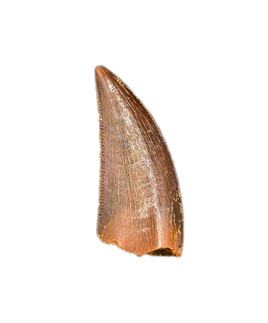 Abelisaur tooth from the Kem Kem Beds of Morocco