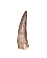 Suchomimus Tooth