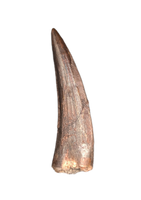 Suchomimus Tooth