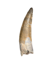 Suchomimus Tooth with Visible Serrations