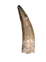 Suchomimus Tooth with Visible Serrations