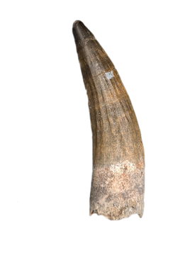 Suchomimus Tooth with Visible Serrations