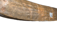 Suchomimus Tooth with Visible Serrations