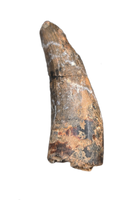 Suchomimus Tooth with Some Visible Serrations