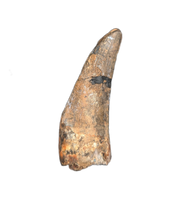 Suchomimus Tooth with Some Visible Serrations