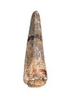 Suchomimus Tooth with Some Visible Serrations