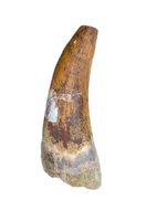 Large Suchomimus Tooth with Some Visible Serrations