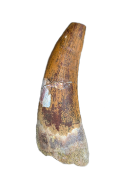 Large Suchomimus Tooth with Some Visible Serrations