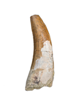 Large Suchomimus Tooth with Some Visible Serrations