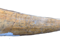 Large Suchomimus Tooth with Some Visible Serrations