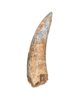 Large Suchomimus Tooth