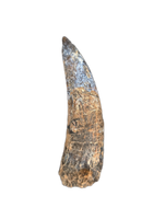 Large Suchomimus Tooth