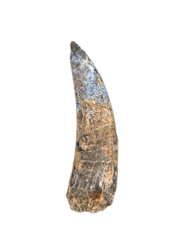 Large Suchomimus Tooth