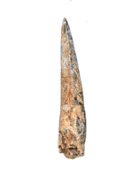 Large Suchomimus Tooth