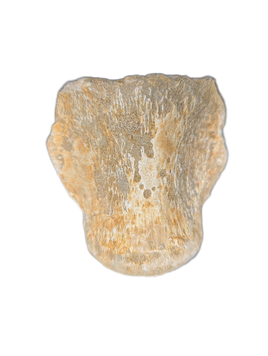 Mosasaur Cervical Vertebrae, Morocco