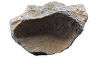 Mosasaur Cervical Vertebrae, Morocco