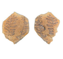 Leaves, Pennsylvanian Period, Missouri