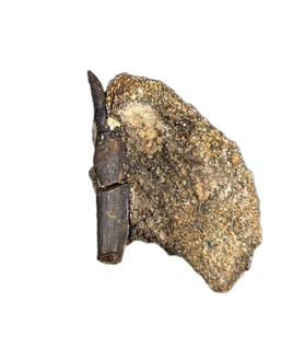 Mammal Canine, Hell Creek Formation