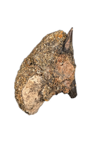 Mammal Canine, Hell Creek Formation