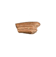 Ornithomimid Claw, Lance Formation