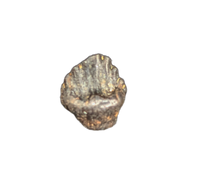 Edmontonia Tooth, Judith River Formation