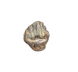 Edmontonia Tooth, Judith River Formation