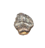 Edmontonia Tooth, Judith River Formation