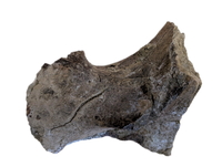 Triceratops Jaw Hinge