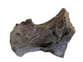 Triceratops Jaw Hinge