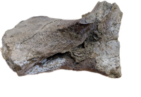 Triceratops Jaw Hinge