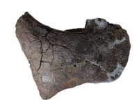 Triceratops Jaw Hinge