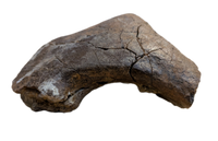 Triceratops Jaw Hinge