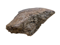 Triceratops Jaw Hinge