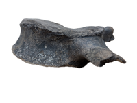 Hypacrosaurus Dorsal Vertebrae