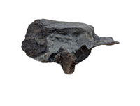 Hypacrosaurus Dorsal Vertebrae