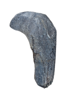 Hypacrosaurus Ischium