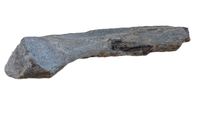 Hypacrosaurus Ischium