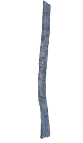 Apatosaurus Gastrailia (Belly Rib), Morrison Formation