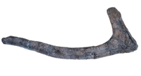 Maiasaura Rib, Two Medicine Formation