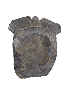 Camarasaurus Vertebrae