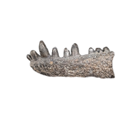 Captorhinus Jaw Section, Permian