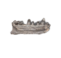 Captorhinus Jaw Section, Permian