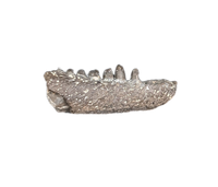 Cacops Jaw Section, Permian