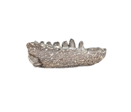 Cacops Jaw Section, Permian