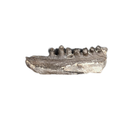 Cacops Jaw Section, Permian