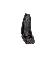 Stenopterygius (Ichthyosaur) Tooth. Early Jurassic Period, France