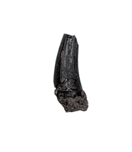 Stenopterygius (Ichthyosaur) Tooth. Early Jurassic Period, France