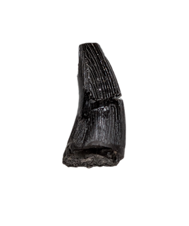 Stenopterygius (Ichthyosaur) Tooth. Early Jurassic Period, France