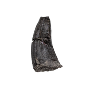 Stenopterygius (Ichthyosaur) Tooth. Early Jurassic Period, France